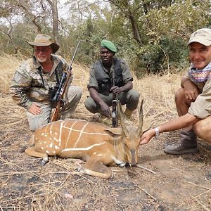 Harnessed Bushbuck Hunting Burkina Faso