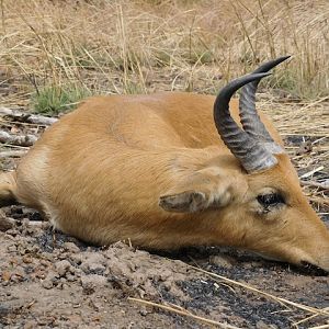 Hunt Reedbuck in Burkina Faso