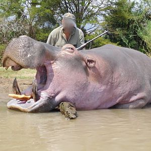 Hippo Hunt In Tanzania