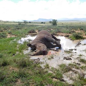 Hunt White Rhino in South Africa