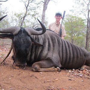 South Africa Blue Wildebeest Hunting