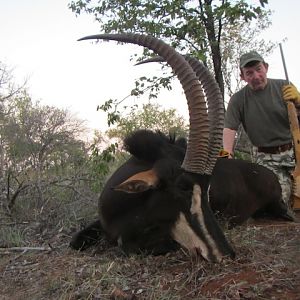 Hunting South Africa Sable Antelope