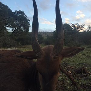 South Africa Cape Bushbuck