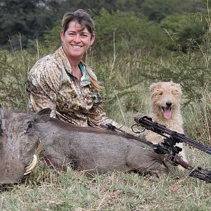 Warthog South Africa  Bow Hunting