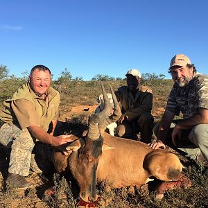 Red Hartebeest Hunt South Africa