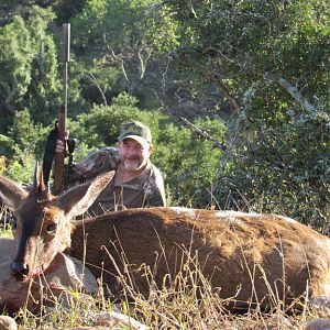Duiker Cull Hunt South Africa