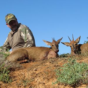 Duiker Cull Hunting South Africa