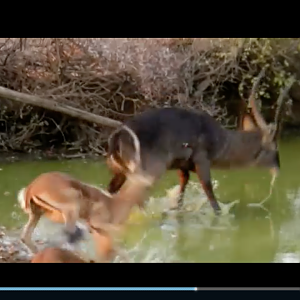 Waterbuck bow hunt