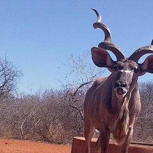 Trail Cam Kudu