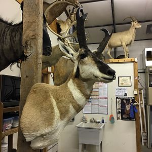 Shoulder Mount Pronghorn Taxidermy