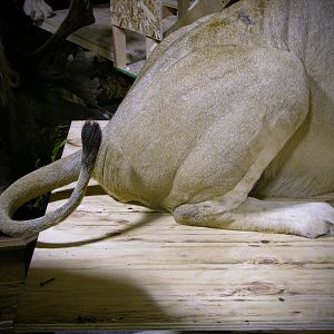 Full Mount Taxidermy Lioness