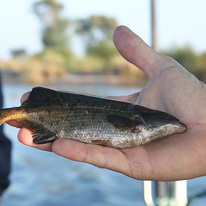 Fishing Namibia Zambezi