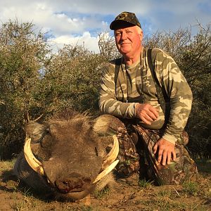 Hunting Warthog in South Africa