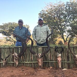 South Africa Trophies Hunting