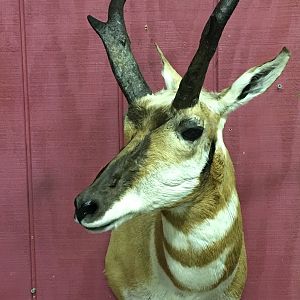 Pronghorn Taxidermy Shoulder Mount