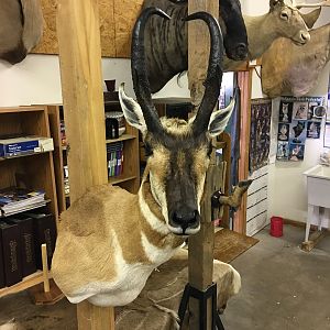 Taxidermy Shoulder Mount Pronghorn