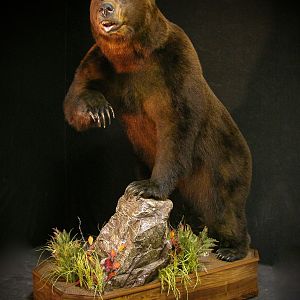 Brown Bear Full Mount Taxidermy