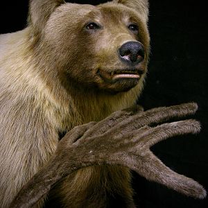 Full Mount Mountain Grizzly Taxidermy