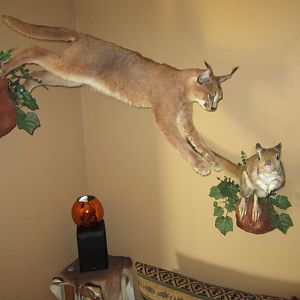 Caracal & Springhare Full Mount Taxidermy