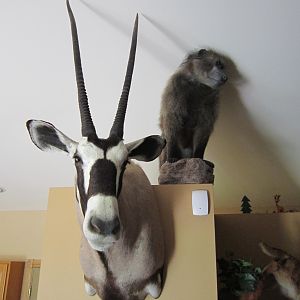 Shoulder Mount Gemsbok Taxidermy