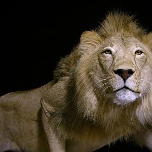 Taxidermy Full Mount Lion