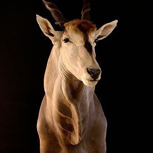 Pedestal Eland Taxidermy