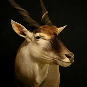 Eland Taxidermy Pedestal