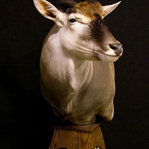 Pedestal Eland Taxidermy