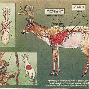 Shot Placement Bowhunting