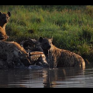 Hyena on hippo carcass