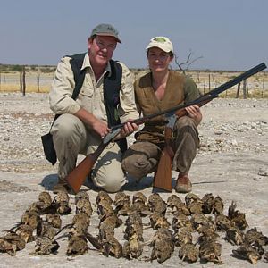Namibia Sandgrouse Bird Hunting