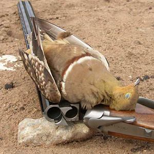 Sandgrouse Wing Shooting Namibia
