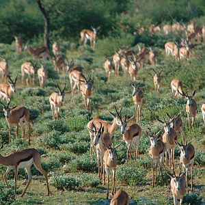 Namibia Springbok