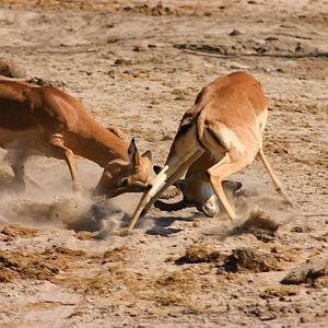 Impala Namibia