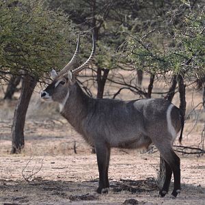 Waterbuck Namibia