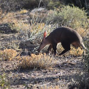 Namibia Aardvark