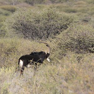 Sable Antelope Namibia