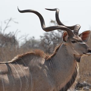 Namibia Kudu