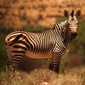 Namibia Hartmann's Mountain Zebra