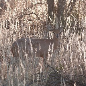 Steenbok Namibia