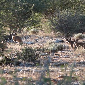 Namibia Bat-eared Fox