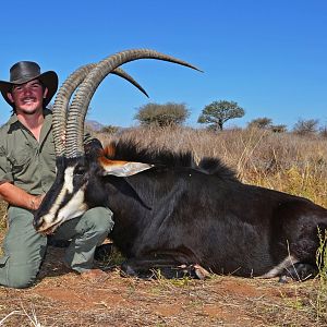 Sable Antelope Namibia  Hunting