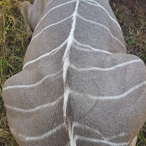 Kudu Hunting Zimbabwe