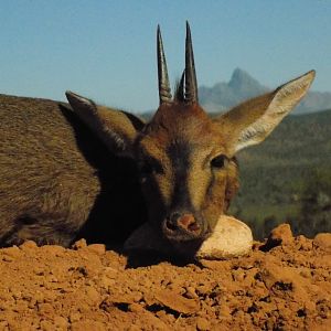 South Africa Duiker Cull Hunting