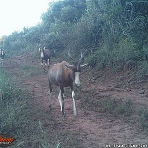 Trail Cam Blesbok South Africa