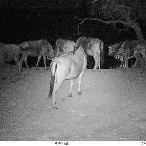 Blue Wildebeest South Africa Trail Cam