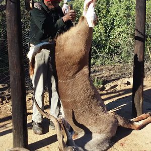 Kudu Cull Hunting South Africa