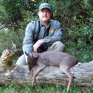 South Africa Blue Duiker