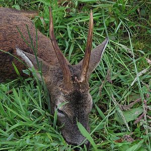 Roe Deer Hunt