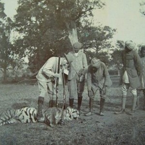 Hunting Tiger